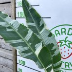 Banánovník (Musa) ´FLORIDA VARIEGATA´ - výška 170-180 cm, kont. C10L